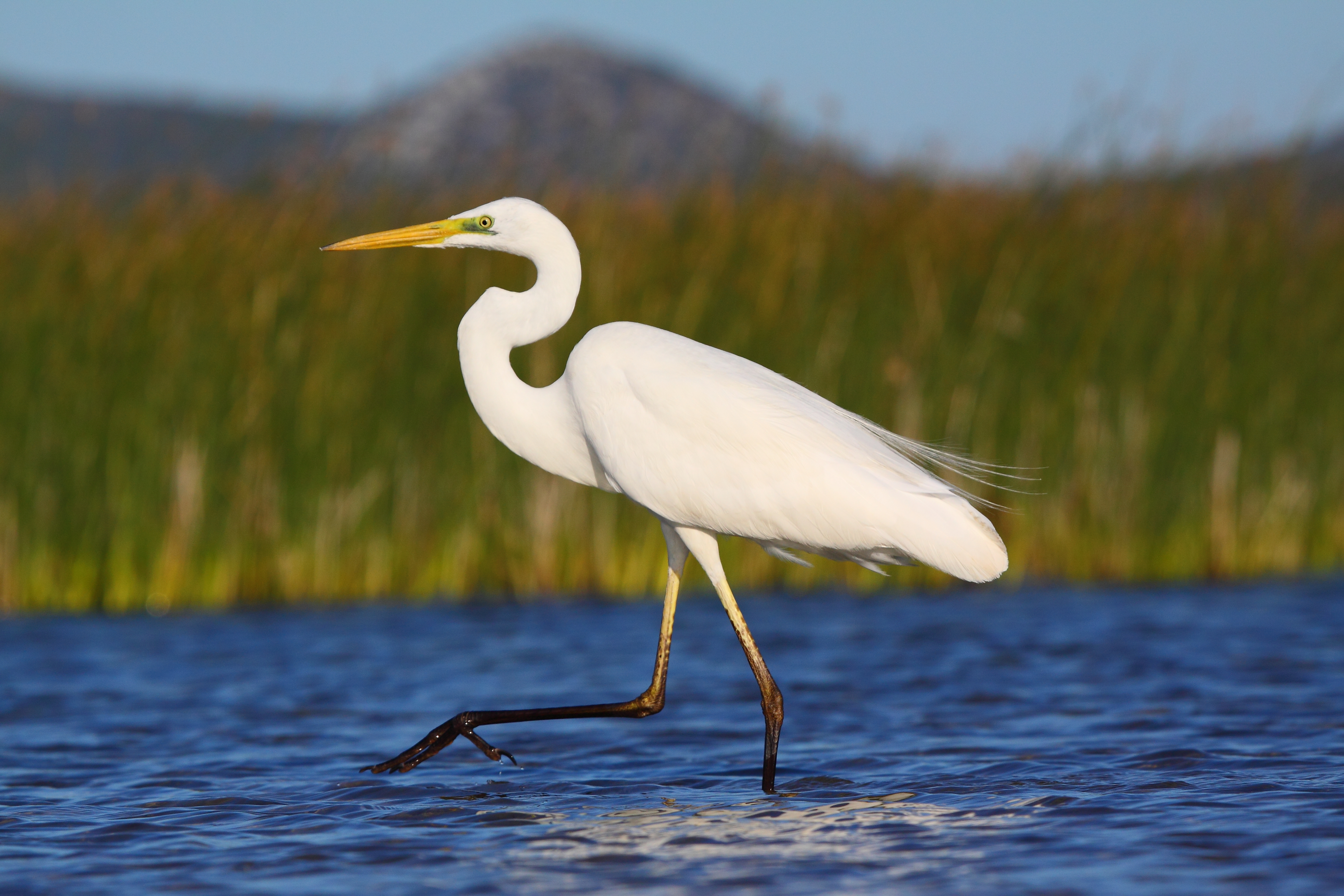 Egretta alba